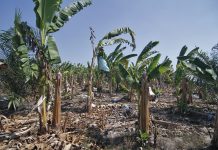 Farmers, fishers demand immediate El Niño aid as drought threatens food production
