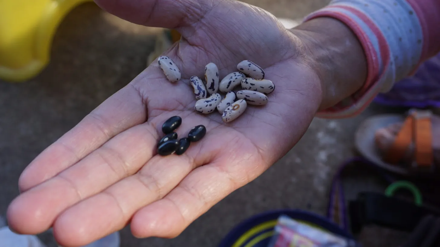 Tanulong Why should farm-saved seeds be included in the national seed law ...