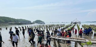 Interfaith volunteers plant 2,000 mangroves in Indonesia