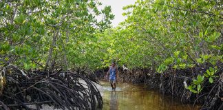 Protecting the protectors: racing to save Philippine mangroves