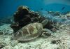 Reef collapse warning raises pressure to curb fossil fuel expansion in Coral Triangle