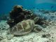 Reef collapse warning raises pressure to curb fossil fuel expansion in Coral Triangle