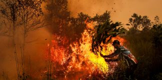 Burned forests in Indonesia must not become mines or plantations, Church warns